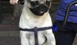 巴哥爆料线索视频大全,揭秘线索视频大全背后的精彩故事